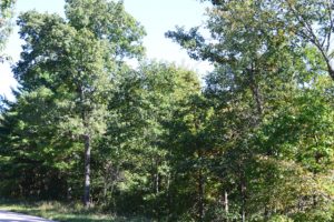 Central Wisconsin Monroe County 17 Acres for Sale!