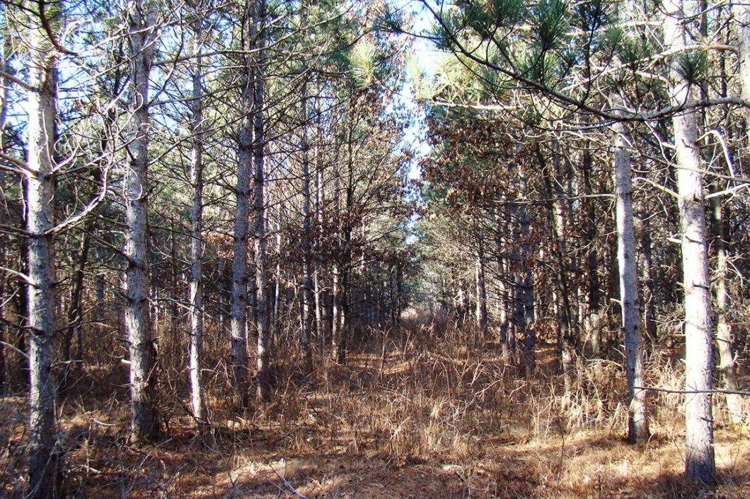 3 Acre Central WI Land for Sale, Camp or Build!