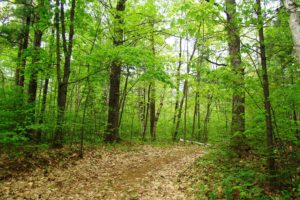 Vilas County WI Lakefront Property for Sale!