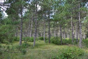 Central WI Cabin or Camping Land in Adams County!