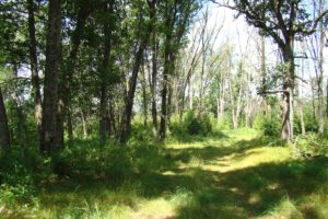 Central Wisconsin 255 Acre Recreational Retreat!