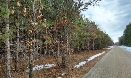 Central WI 5 Acres of Wooded Property!