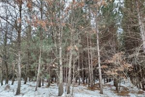 Central WI 5 Acres of Wooded Property!