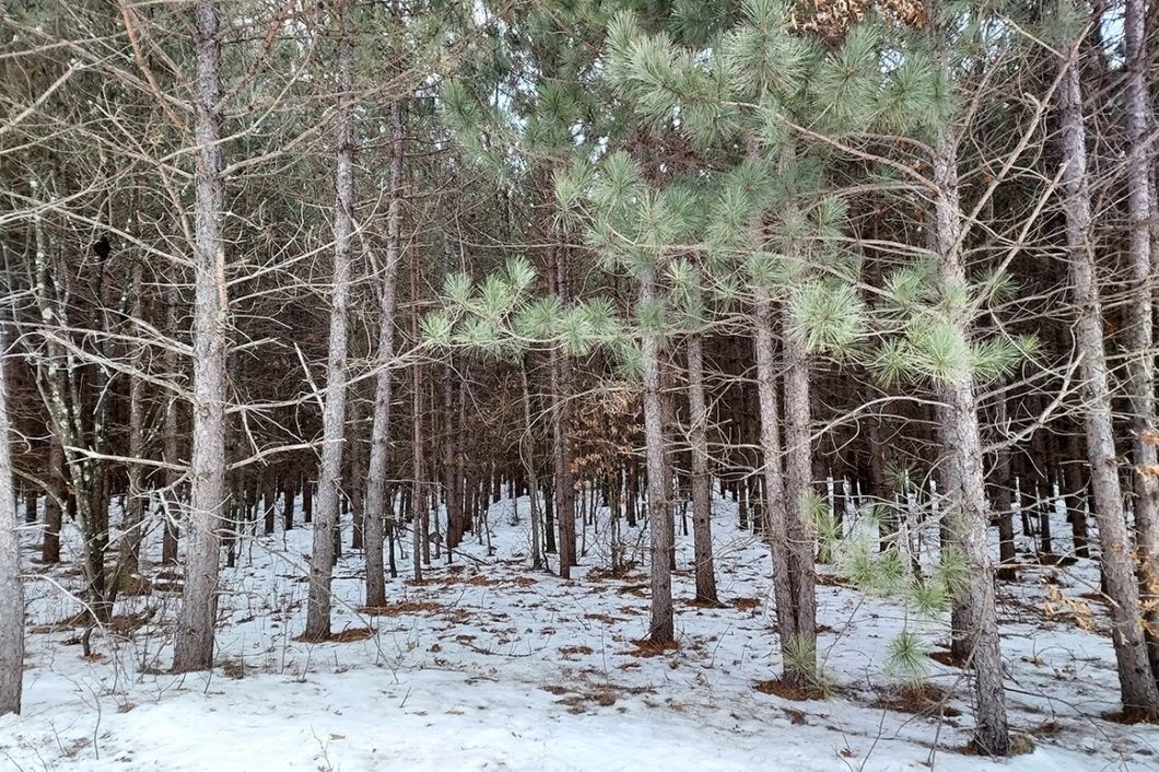 Central Wisconsin 10 Acre Wooded Property near the Lakes!