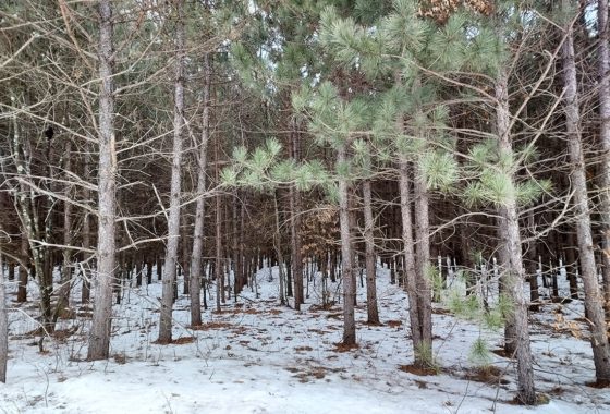 Central Wisconsin 10 Acre Wooded Property near the Lakes!