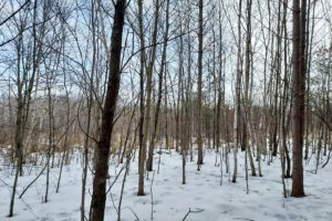 Central Wisconsin Juneau County 10 Acres for Sale!