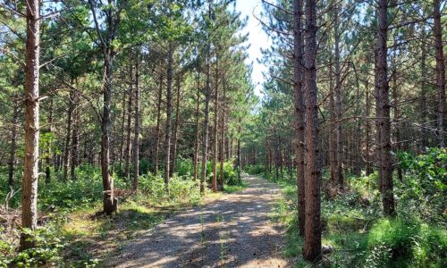 6.5 Wooded Acres in Rome, Wisconsin, Near the Lakes!