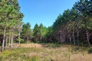 6.5 Wooded Acres in Rome, Wisconsin, Near the Lakes!