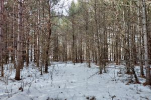 Wisconsin Acreage for Sale, 10 Wooded Acres by Castle Rock Lake!