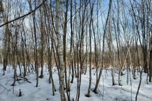 Wisconsin Acreage for Sale, 10 Wooded Acres by Castle Rock Lake!