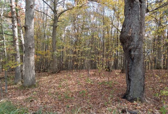 10 Acres of Pines and Privacy in NW Wisconsin Polk County!