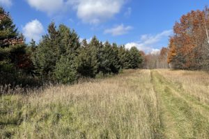 10 Acres of Pines and Privacy in NW Wisconsin Polk County!