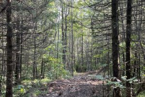 Northern Wisconsin Hunting Land for Sale and National Forest!