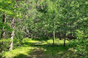 Northern Wisconsin, Marinette County 8 Acres of Land for Sale!