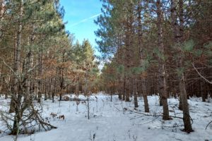 Wooded Property in the Heart of Juneau County in Central WI!