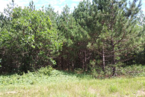 Wooded Wisconsin Hunting Land Surrounded by Lakes in Oneida County!