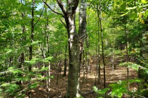 Northern WI, Crandon Area Lakefront Property for Sale!