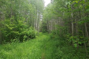 Forest County Wisconsin Hunting Land, 40 Acres!