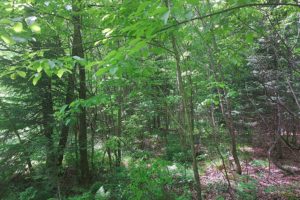 Forest County Wisconsin Hunting Land, 40 Acres!