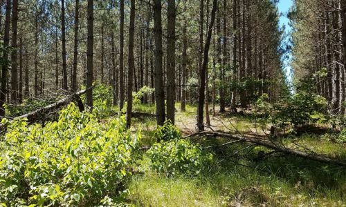 Wisconsin Wooded Camp or Cabin Site for Sale, Lake Petenwell Area!