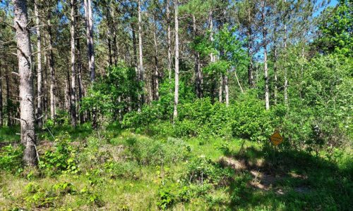 Wisconsin Acreage for Sale, 26 Wooded Acres by Castle Rock Lake!