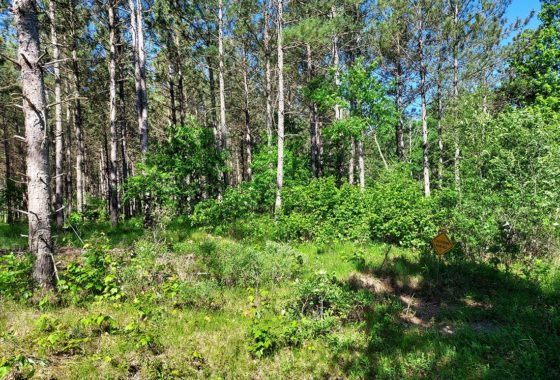 Wisconsin Acreage for Sale, 26 Wooded Acres by Castle Rock Lake!