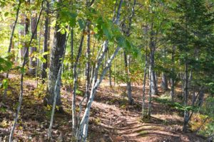 Northern Wisconsin, Rhinelander Area Woods and Lakes in Oneida County!