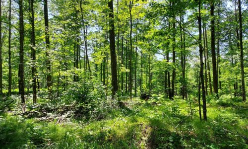 Camp or Build, 11 Acres, Surrounded by Northern WI Lakes!