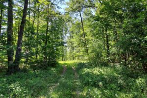 Camp or Build, 11 Acres, Surrounded by Northern WI Lakes!