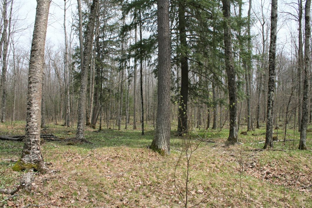 Northern WI, 14 Acre Wooded Camp or Cabin Property, Walk to the Pine River!