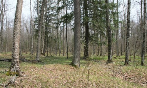 Northern WI, 14 Acre Wooded Camp or Cabin Property, Walk to the Pine River!