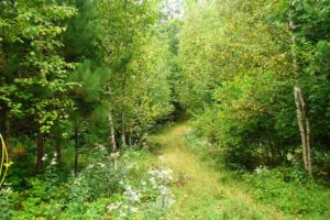 Wooded Camp or Cabin Site; Walk to the Lake in Northern Wisconsin!