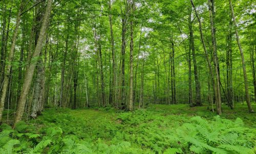 Ashland County, 5.5 Acres in Wisconsin’s Northwoods for Sale!