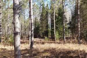 Forest County, 6.5 Acres in Wisconsin's Northwoods for Sale!
