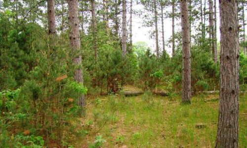 Adams County, WI – 5 Acres of Wooded Property, Big Roche-A-Cri Lake and Petenwell Lake!