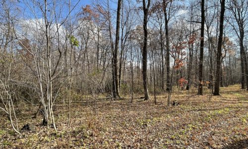 Wooded WI Property, 10 Acres, Polk County Forestlands!