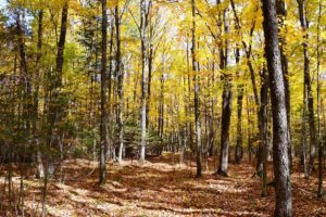 Northern WI Wooded Land for Sale by All Sports Lakes!