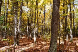 Northern WI Wooded Land for Sale by All Sports Lakes!