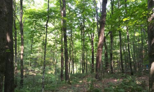 Forest County, Wisconsin Recreational Land for Sale!