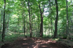 Forest County, Wisconsin Recreational Land for Sale!