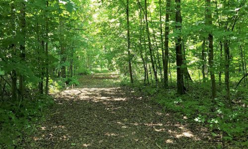 WI Land for Sale; 10 Acres of Woods and Wildlife in Polk County!