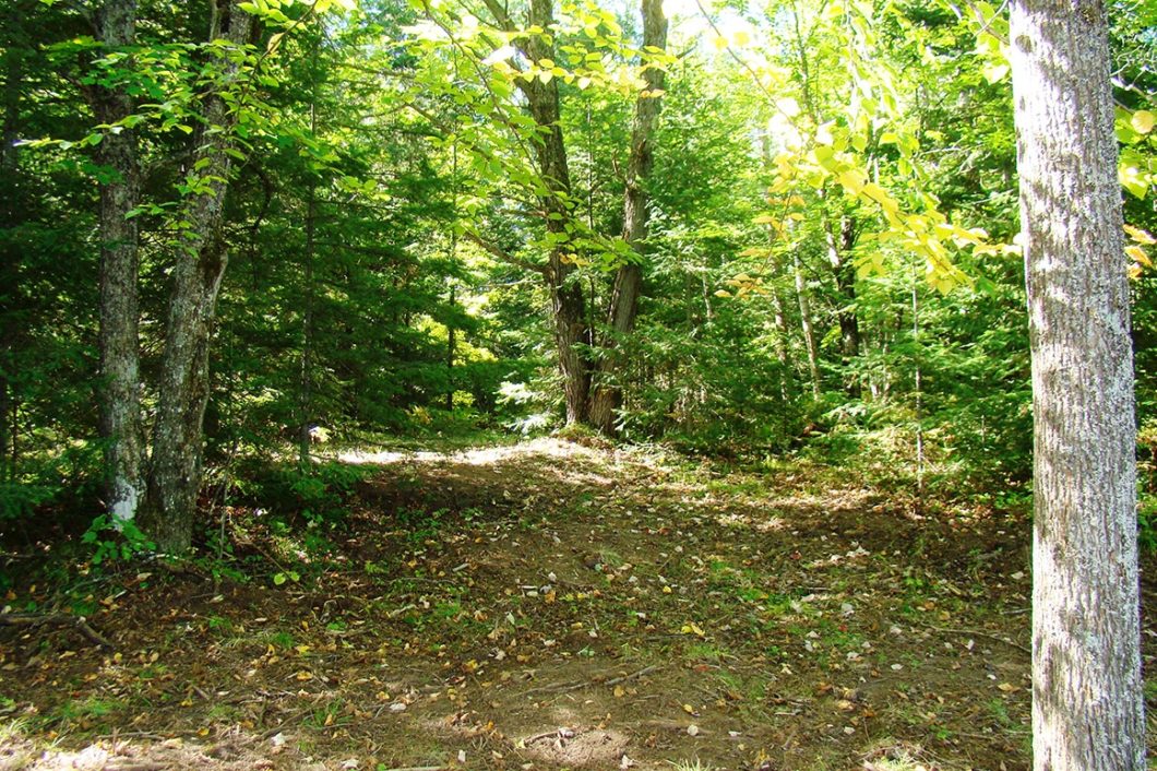 Wooded WI Property, 9 Acres, Sawyer County Forestlands!