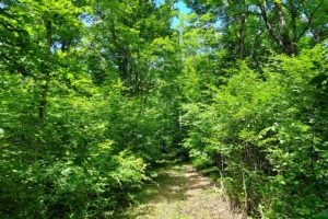 Northern Wisconsin, 76 Acre Wooded Hunting Land with Wildlife Stream!