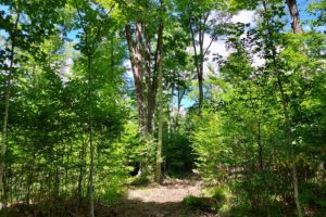 Northern Wisconsin, 76 Acre Wooded Hunting Land with Wildlife Stream!