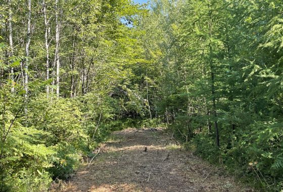 Wisconsin Wooded Acreage next to the National Forest!