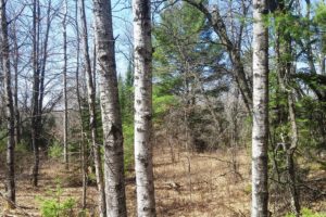 Wisconsin 7 Wooded Acres next to State Forestland!