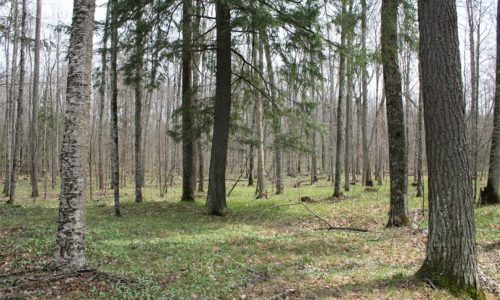 Wooded Northern WI Recreational Property for Sale in Florence County!