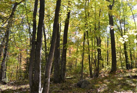 Wooded Wisconsin Hunting Land Surrounded by Lakes in Oneida County!