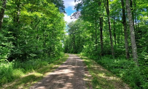 Northern WI, 23 Acres, Woods & Wildlife Bordering County Forestlands!