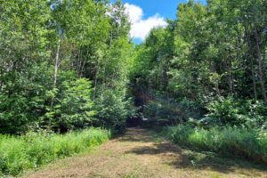 Northern WI, 52 Acres, Woods & Wildlife Bordering County Forestlands!